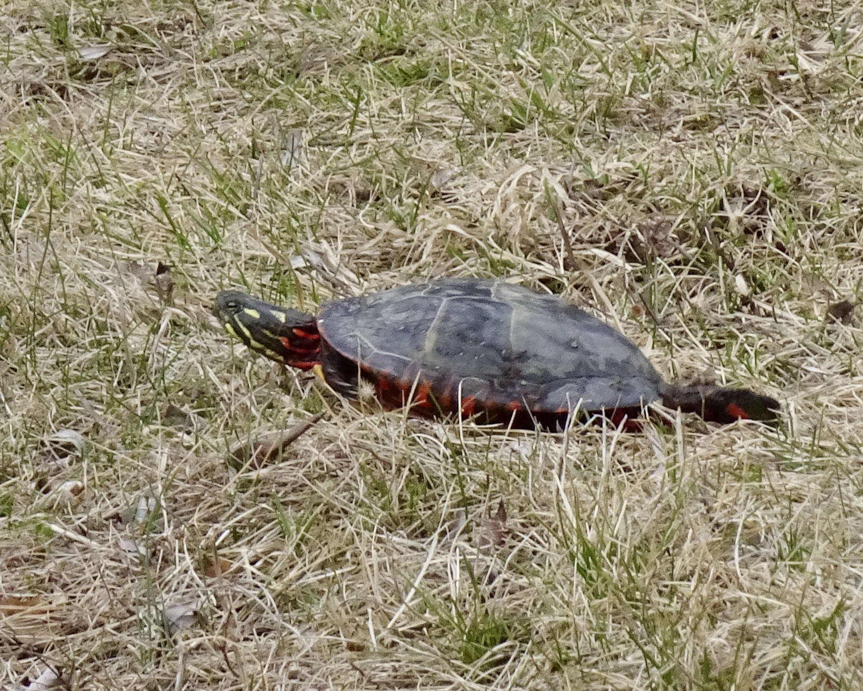 Turtle (painted?)