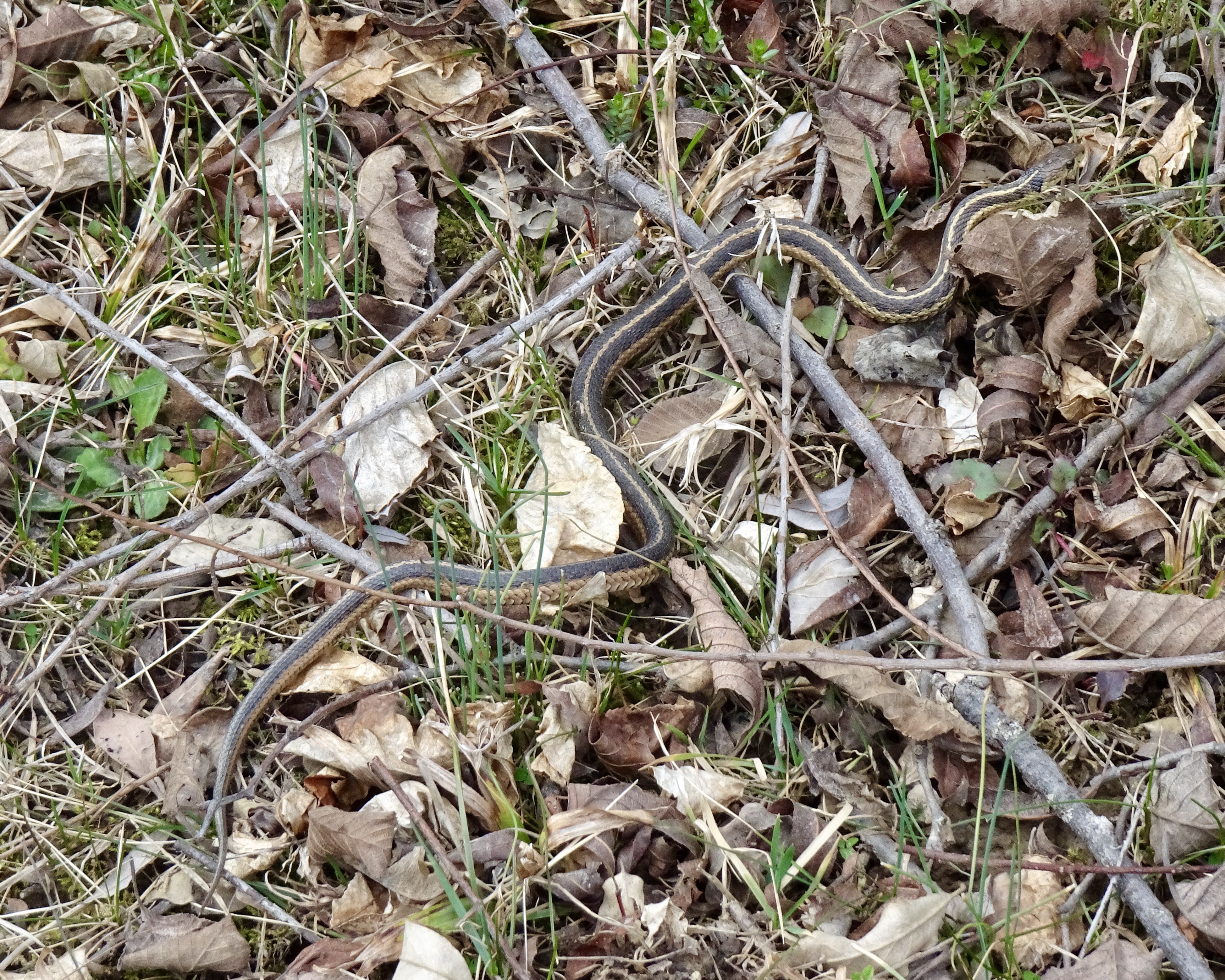 Snake!