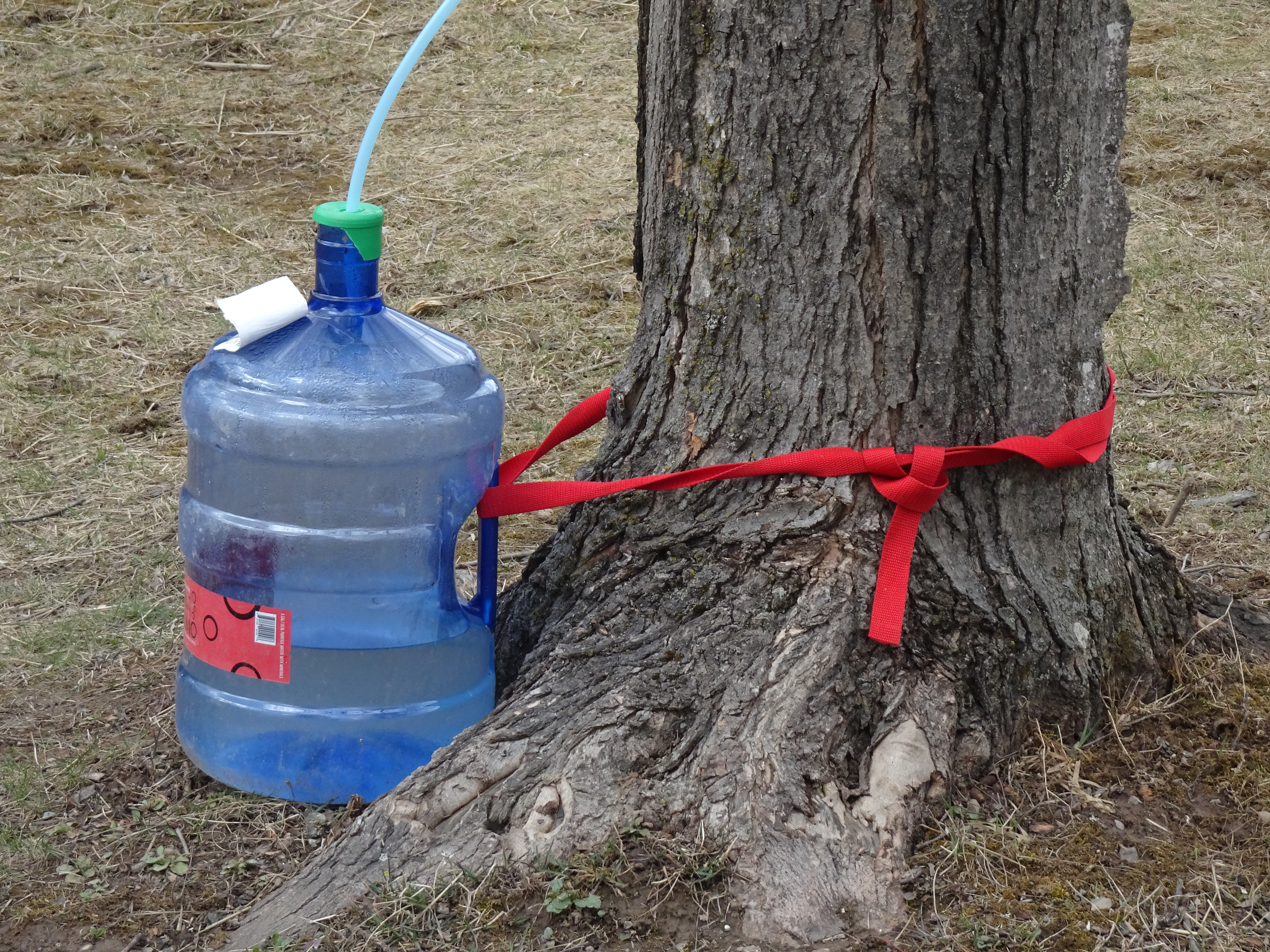 The sap is running